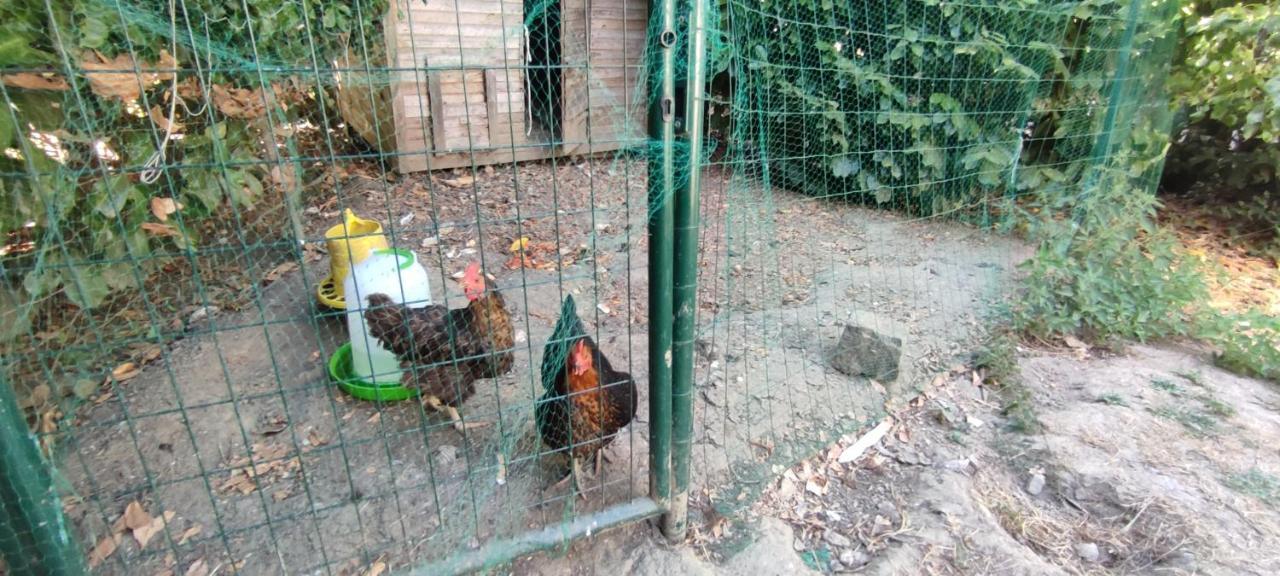 Évran La Demeure Du Figuier 빌라 외부 사진